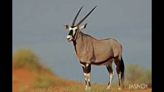 Gemsbok Sounds Effects [upl. by Dippold]