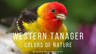 Western Tanager  Colors of Nature [upl. by Merete484]