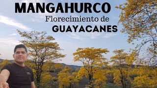 Mangahurco Florecimiento de los Guayacanes  LOJA Ecuador  Carlos Moreira [upl. by Aleekat]