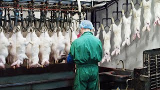 Modern Rabbit Farming and Harvest Technology 🐇 Rabbit meat processing in Factory  Rabbit Industry [upl. by Aniar]