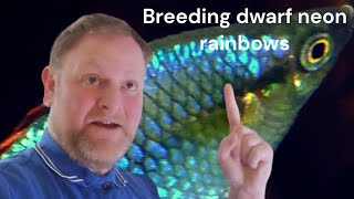 breeding praecox rainbow fish aka dwarf neon rainbow [upl. by Anitsyrc]