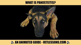 WHAT IS PANOSTEITIS [upl. by Fauch]