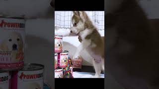 Power Dog baka naman dogs dogbreed siberianhuskey babyanimals jazzthehusky [upl. by Rihaz]