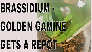 BRASSIDIUM ORCHID REPOT  Come join me while I repot the BRSDM Golden Gamine White Knight [upl. by Packer]