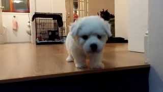 Bichon Frisé Puppy Barking [upl. by Niwre]