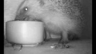 hedgehog feeding in box [upl. by Dolora]