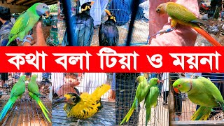 Talking Parrot  Parrot Price In Bangladesh  Bird Market 2023  Tia Pakhir Dam [upl. by Mavra]