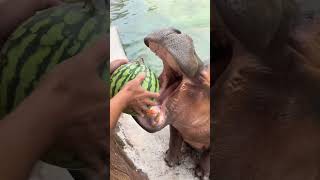 Nanzai eats watermelon and juice bursts out in one bite Hippopotamus eats watermelon1 [upl. by Audre]