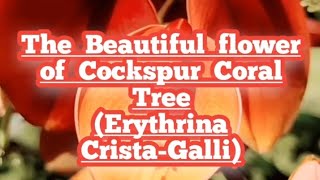 The beautiful Flower of ERYTHRINA CRISTAGALLI [upl. by Ytsrik]