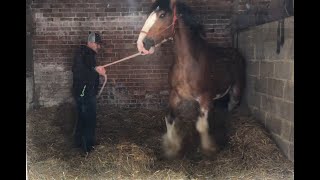 Horse breaks neck in rodeo [upl. by Annaierb501]