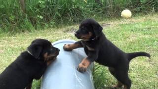 chiot beauceron [upl. by Adnylam]