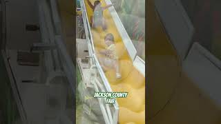 Jackson County Fair  2024  2024shorts fairlife countrylife compilation [upl. by Resneps545]