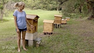 Beginner Beekeeping Ep 1  The difference between a Flow™ Hive and a Langstroth hive [upl. by Frasch]