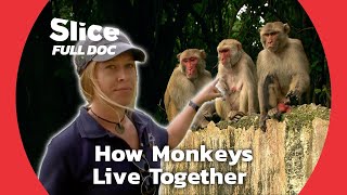 What Can We Learn from Ape Societies   FULL DOCUMENTARY [upl. by Peedus]