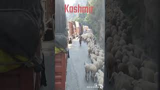 Kashmir beautifull goat NAMBARDAAR89 subscribe plz [upl. by Berton]