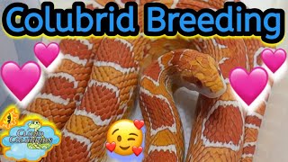 Snake Breeding 2024 Cornsnakes [upl. by Cass]