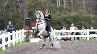 Herrmanns Lipizzan Stallions  Sarasota [upl. by Ahsinyd]