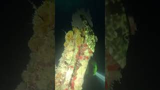 Filefish playing hide and seek  night dive Benwood wreck in Florida scubadiving fish [upl. by Cheng]