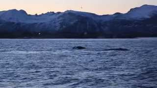 Buckelwale und Orcas Nordnorwegen [upl. by Annaxor201]