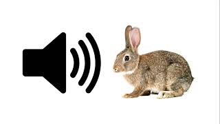 Rabbit  Sound Effect  ProSounds [upl. by Berlin]