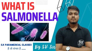 What Is Salmonella Mporphology Culture Lab Diagnosis Treatment  By SK SIR [upl. by Nryhtak174]