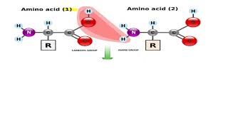 Isoelectric point of protein [upl. by Sherrie]