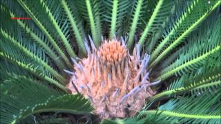 Beautiful Palm Plant  Cycas Revoluta  Japanese Sago Palm  King Sago Palm  Sago Cycad [upl. by Ytisahcal]