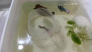 How to breed betta fish  Easy and Simple steps to breed betta successfully [upl. by Anoyk277]