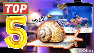 Best Snails for a Reef Tank BioCube 32g  Reefing For Beginners [upl. by Jamnis]