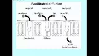 293 Passive and Facilitated Diffusion [upl. by Radman]