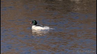 Goosander Mergus merganser ♂  Gänsesäger [upl. by Asyla]