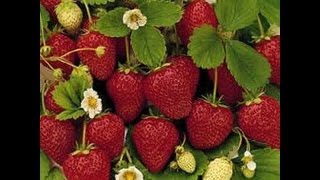 Hydroponic Strawberries Outdoors [upl. by Ackler]