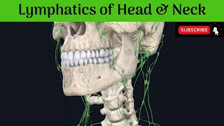 Lymphatics of Head and Neck  Deep Cervical  Outer Circle  Inner Circle  Area of Drainage [upl. by Glenine]