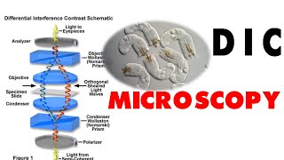 DIC microscopy [upl. by Bobbe]