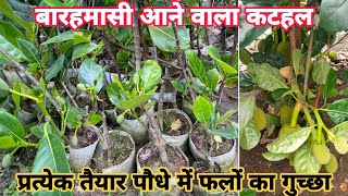 बारहमासी आने वाला कटहल  Vietnam Barahmasi Jackfruit Ready Plant [upl. by Patsis218]