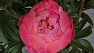 Peony Timelapse [upl. by Lewap]