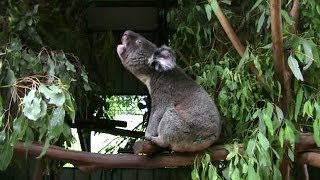 Escuche la voz de un koala BBC MUNDO [upl. by Nayrda]