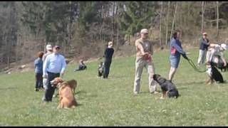 Ausbildung für Hund und Halter [upl. by Elyrrad]