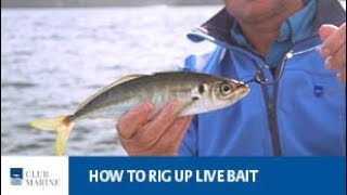 How to rig up live bait  fishing tip with Al McGlashan  Club Marine [upl. by Hijoung]