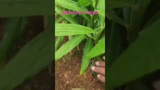 Ginger addshop agriculture farming [upl. by Attenehs]