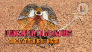 Lagarto de gorguera Chlamydosaurus kingii l Resubido [upl. by Riker]