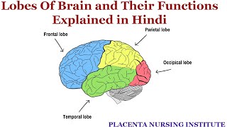 Lobes of Brain and Their Functions Explained in Hindi  The Four Lobes Concept [upl. by Nowahs460]