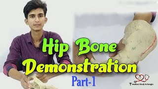 Hip bone anatomy in bangla  Parts features attachmentsrelations part1 [upl. by Darice678]