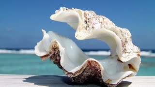 Phylum Mollusca Part 3 Class Bivalvia Clams Oysters Mussels etc [upl. by Crowley]