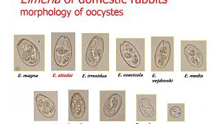 protozoa Apicomplexa 1 Eimeria 1 [upl. by Annaegroeg847]