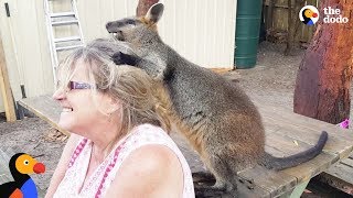 Rescue Wallaby Loves To Drive His Parents Nuts  LUCKY  The Dodo [upl. by Magdalena]