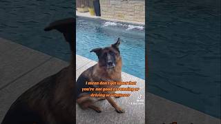 conversation German Shepherd Shorthaired Pointer 🙄🤣🐶new shorts ytshorts viral viralshorts [upl. by Eineg]