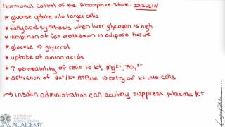 Absorptive and PostAbsorptive States [upl. by Bogusz787]