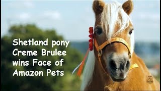 Shetland pony Creme Brulee wins Face of Amazon Pets  TV Episode 198 [upl. by Onej845]