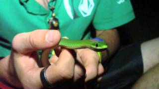 Rough Green Snake [upl. by Simonne136]